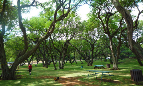 ハナウマ湾の駐車場