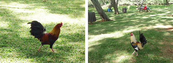 ハナウマ湾の駐車場