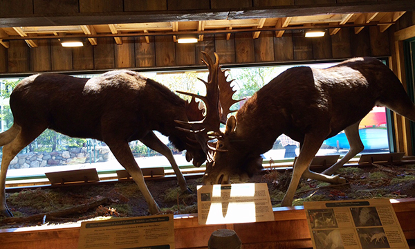 ニューハンプシャー州のティルトンへ買い付けに行く