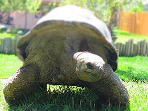 レプタイルガーデン　Reptile Gardens