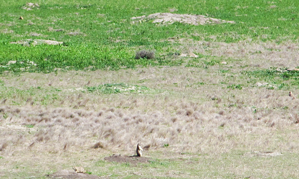 バッドランズ国立公園　イエローマウンズ