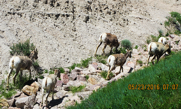 バッドランズ国立公園　イエローマウンズ