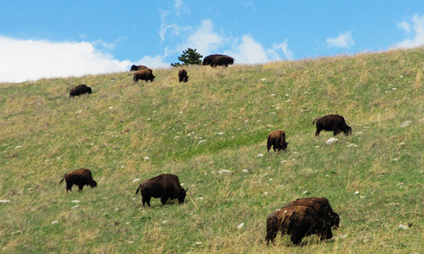 カスター州立公園