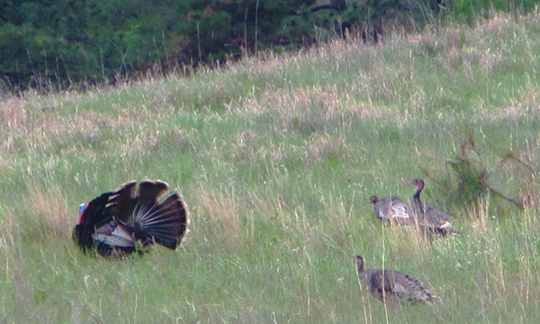 カスター州立公園