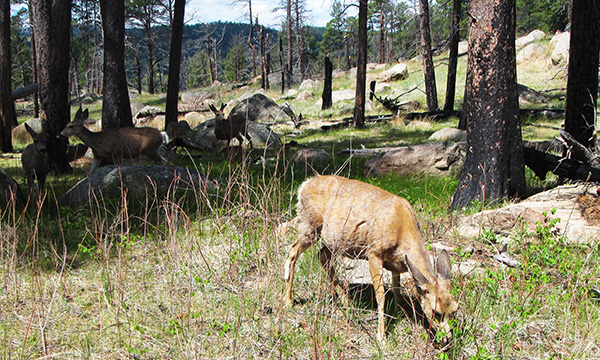 デビルスタワー国立モニュメント
