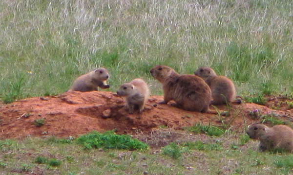 デビルスタワー国立モニュメント