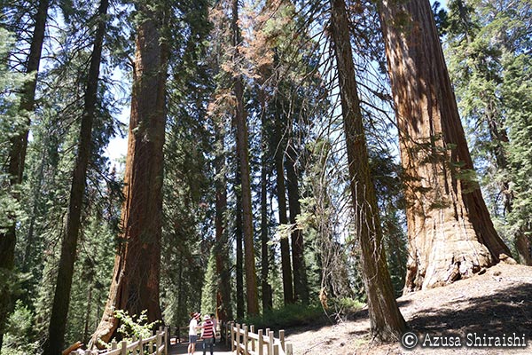 キングスキャニオン国立公園＆セコイア国立公園