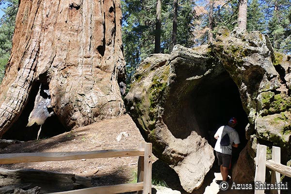 キングスキャニオン国立公園＆セコイア国立公園