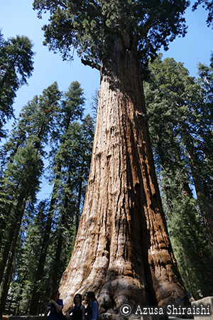 キングスキャニオン国立公園＆セコイア国立公園