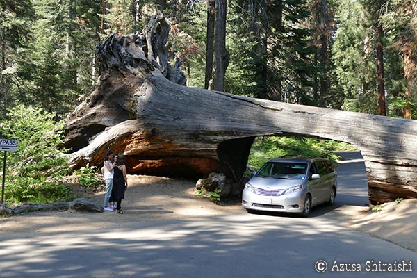 キングスキャニオン国立公園＆セコイア国立公園